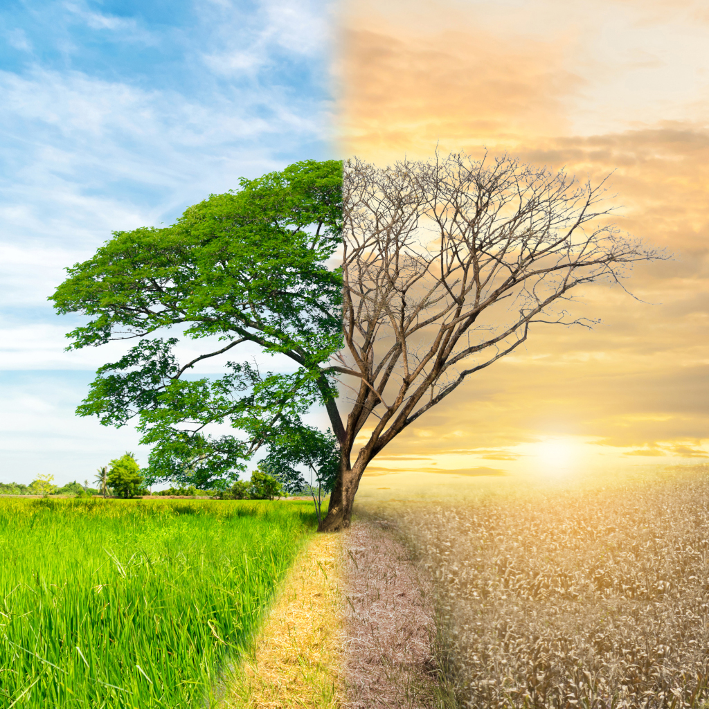 Chemin menant vers un arbre avec une moitier verte et l